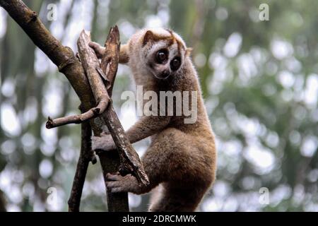 West-Java, Indonesien. Dezember 2020. Ein Javan langsamer Loris klettert einen Baum, nachdem er am Mount Halimun Salak, West Java, Indonesien, in die Wildnis entlassen wurde, 20. Dezember 2020. 15 Javanalaue wurden nach einer Behandlung im Rehabilitationszentrum International Animal Rescue Indonesia in die Wildnis am Mount Halimun Salak entlassen. Kredit: Dedy Istambro/Xinhua/Alamy Live Nachrichten Stockfoto