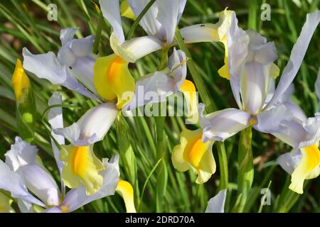 Detailansicht der weißen Iris Blumen zwischen langen schmalen Grasblättern. Stockfoto