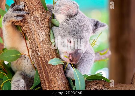 Nahaufnahme eines niedlichen australischen Koalas, der auf Eukalyptus kniet Blätter, wie es in einem Baum aufliegt Stockfoto