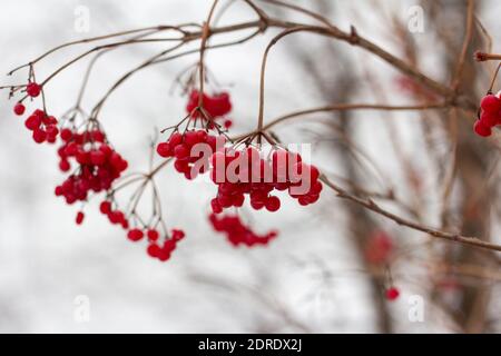 Cluster von roter Bergasche auf einem Zweig unter dem Schnee. Stockfoto