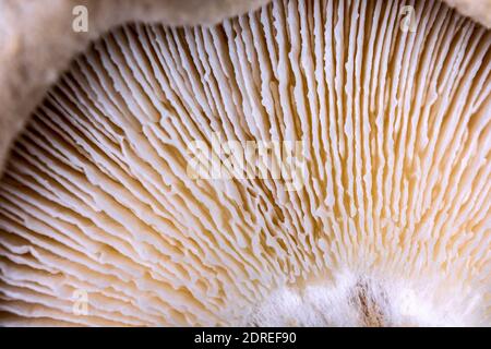 Nahaufnahme eines Pilzdeckels, Textur des Pilzunterstandes aus sehr naher Entfernung, selektiver Fokus. Stockfoto