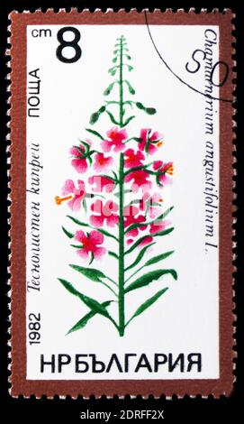 MOSKAU, RUSSLAND - 4. JANUAR 2019: Eine in Bulgarien gedruckte Briefmarke zeigt Chamerion angustifolium, Flora Serie, um 1982 Stockfoto