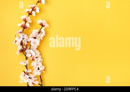 Zweige des Aprikosenbaums mit Blumen auf gelbem Hintergrund. Ort für Text das Konzept des Frühlings kam, Muttertag, 8. märz Draufsicht Flat Lay Hallo Stockfoto