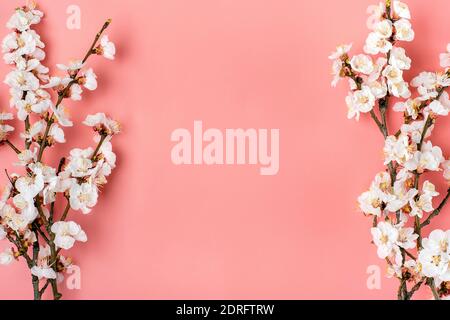 Zweige des Aprikosenbaums mit Blumen auf rosa Hintergrund. Für Text platzieren. Das Konzept des Frühlings kam, Muttertag, 8. märz Draufsicht. Flat Lay Hallo Stockfoto