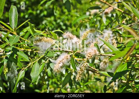 Weidenflaum auf Ästen. Flauschige Pappelsamen. Selektiver Weichfokus. Starkes Allergen, Gesundheitsgefährdungskonzept. Stockfoto