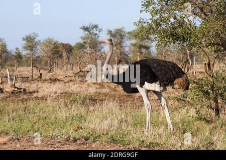 Solitary Male Common Strauß (Struthio camelus) allein stehend wachsam im Buschveld im Kruger National Park, Südafrika Stockfoto