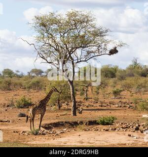 Einsame, Erwachsene Giraffe, die allein unter einem Baum neben einem trockenen Wasserloch im Kruger National Park, Südafrika, steht Stockfoto