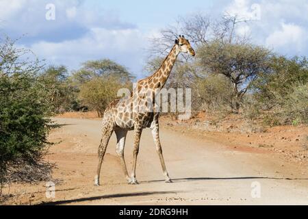 Einsame Erwachsene Giraffe überquert eine unbefestigte Straße allein unter einem launischen Himmel im Kruger National Park, Südafrika Stockfoto