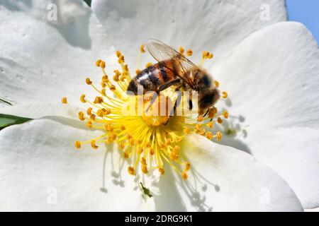 Die Biene sammelt den süßen Pollen aus der weißen Hagebuttenblüte. Makrofotografie. Die Welt der Insekten. Stockfoto