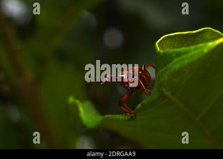 Nahaufnahme des Käfers auf einem grünen Blatt. Java, Indonesien. Stockfoto