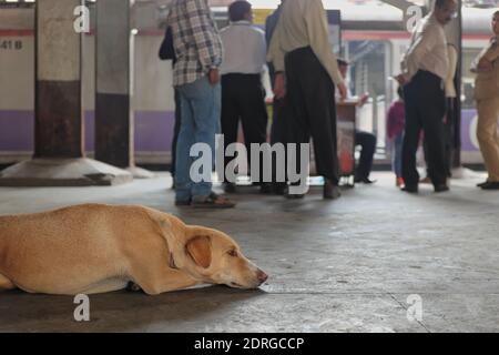 Ein streunender Hund liegt auf einer Plattform in Chhatrapati Shivaji Maharaj Terminus, Mumbai, Indien, Pendler im Hintergrund gesehen Stockfoto