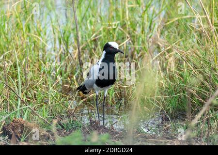 Schwarz-Weiß-Wasservogel Schmied Kiebitz oder Schmied Pfroffer (Vanellus armatus) in Bwabwata Nationalpark, Afrika Namibia Safari Tierwelt Stockfoto