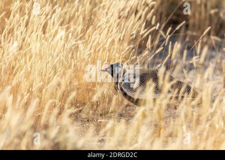 Nördliche schwarze Korhaan (Eupodotis afraoides) in Savanne natürlichen Lebensraum, Etosha Nationalpark, Namibia, Afrika Safari Tierwelt Stockfoto