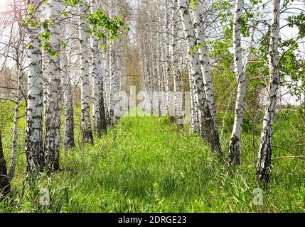 Frühlingsszene mit Birken, Russland. Grasweg durch eine Birkenallee Stockfoto