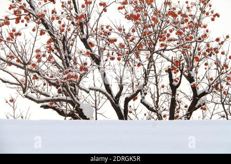Schneebedeckte rote Kaki sind wie Laternen an den Zweigen der alten Kaki-Bäume auf dem Hof in Weihai, Ostchinas Shandong Provinz Stockfoto