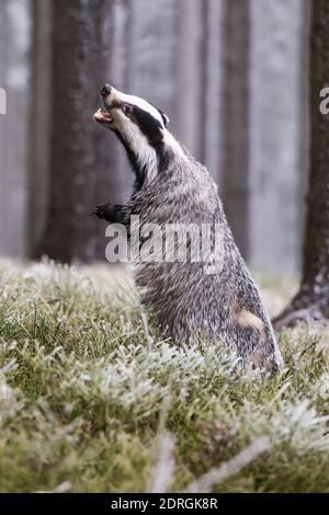 Europäischer Dachs (Meles meles) im Winter in einer Winterlandschaft in einer natürlichen Wildnis. Wilde Szene der wilden Natur, Deutschland, Europa. Süß Stockfoto