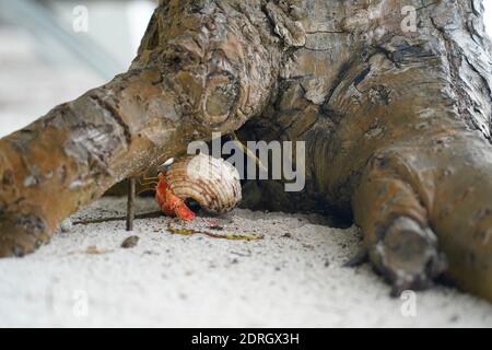 Rote Einsiedlerkrabbe auf dem Sand in der Nähe eines Baumes Stockfoto