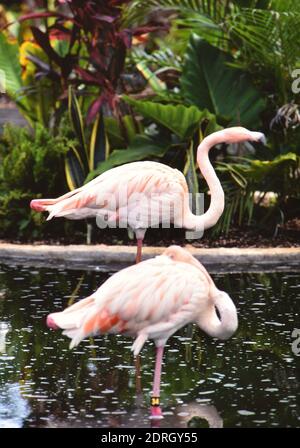 Fotograf: Joan Iaconetti Stockfoto