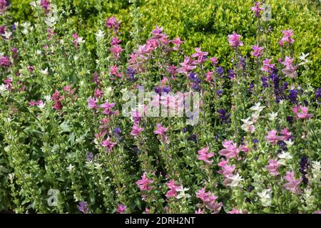 Salvia Viridis. Jährliche Muskatellersalbei. Malte Salbeiblätter Stockfoto