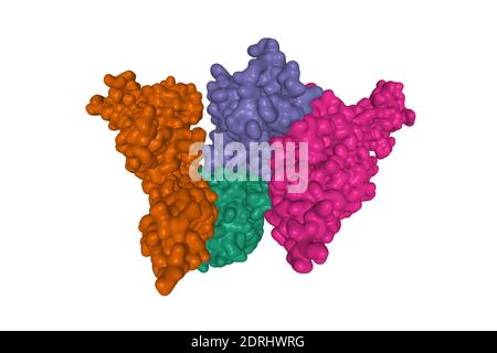 Struktur des menschlichen Interleukin-23 Heterodimers, 3D Gaussian Oberflächenmodell isoliert, weißer Hintergrund Stockfoto