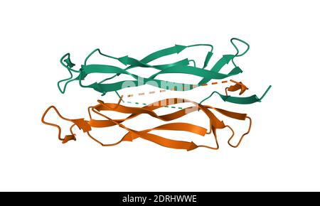 Struktur des menschlichen Interleukin-17 Alpha-Homodimer, 3D-Cartoon-Modell isoliert, weißer Hintergrund Stockfoto