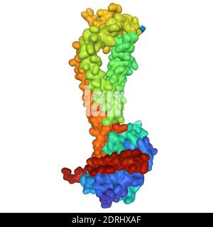 Kristallstruktur des menschlichen CD53, 3D-Oberflächenmodell, weißer Hintergrund Stockfoto