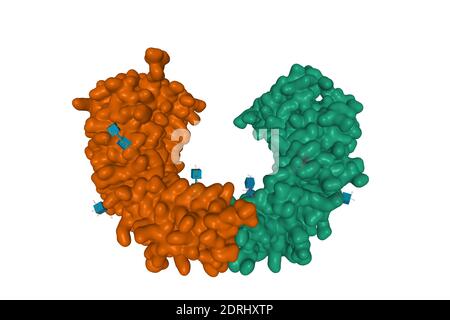 Kristallstruktur von CD14 Homodimer, 3D Oberflächenmodell isoliert, weißer Hintergrund Stockfoto