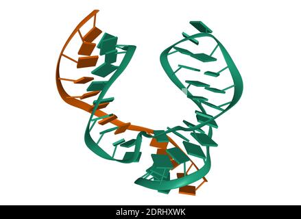 Struktur des Hammerkopfes ribozyme, 3D-Cartoon-Modell isoliert, weißer Hintergrund Stockfoto