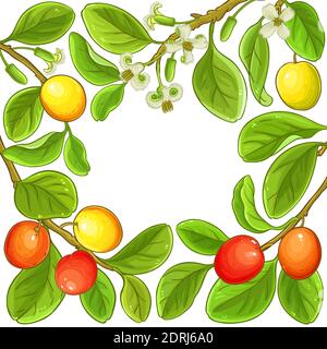 ximenia-Vektorrahmen Stock Vektor