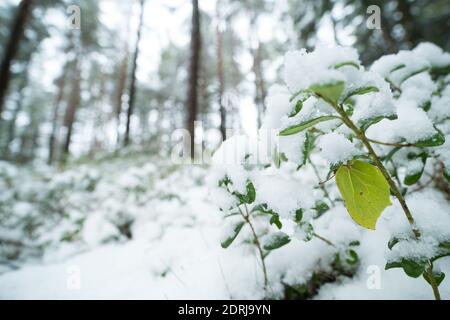 Gemeiner Schwefel im Winterschlaf, wildes Finnland Stockfoto