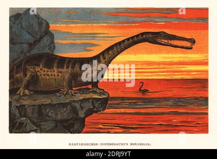 Nothosaurus mirabilis, sauropterygisches Reptil der Trias. Bastardechse, Nothosaurus mirabilis. Farbdruckgrafik von F. John aus Wilhelm Bolsches Tiere der Urwelt, Reichardt Cocoa Company, Hamburg, 1908. Stockfoto