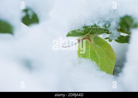 Gemeiner Schwefel im Winterschlaf, wildes Finnland Stockfoto