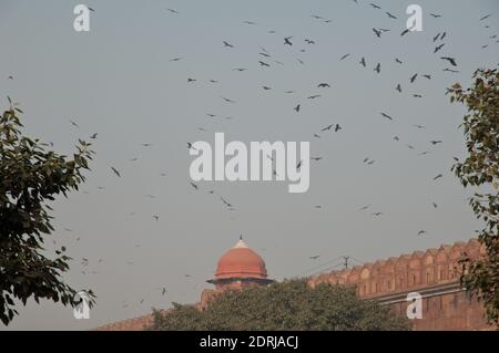 Schwarze Drachen Milvus migrans fliegen auf dem Roten Fort. Old Delhi. Delhi. Indien. Stockfoto