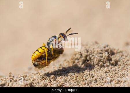 Europäischer Bienenwolf (Philanthus triangulum) mit ihrer Honigbienenbeute Stockfoto