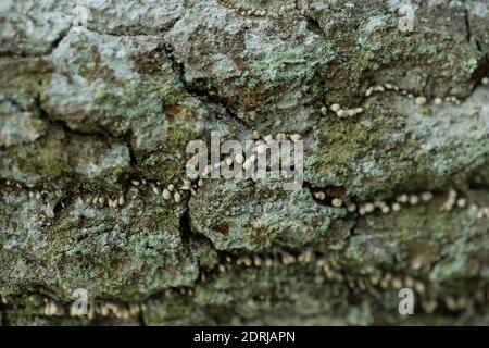 Bockshornklee (Phleogena faginea) Stockfoto