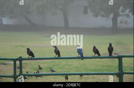 Haus kräht Corvus splendens auf einer Schiene. Old Delhi. Delhi. Indien. Stockfoto