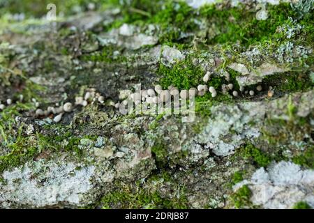 Bockshornklee (Phleogena faginea) Stockfoto