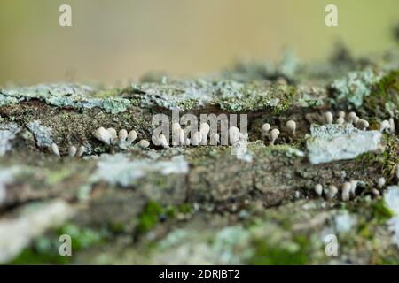 Bockshornklee (Phleogena faginea) Stockfoto