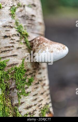 Birke Polypore (Piptoporus betulinus) Pilze wachsen auf einer silbernen Birke Baum, in Englisch Wald. Stockfoto