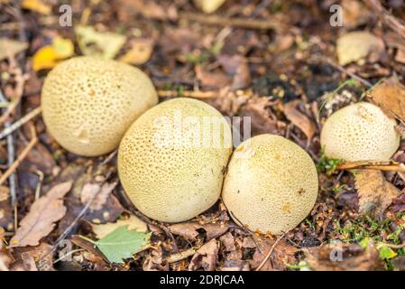 Earthball, Nahaufnahme in britischen Wäldern Stockfoto