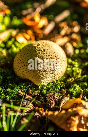 Earthball, Nahaufnahme in britischen Wäldern Stockfoto