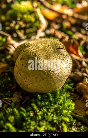 Earthball, Nahaufnahme in britischen Wäldern Stockfoto