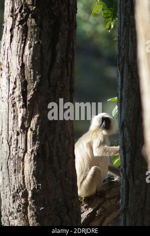 Nördliche Ebene grau langur Semnopithecus entellus. Bandhavgarh National Park. Madhya Pradesh. Indien. Stockfoto