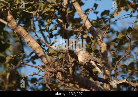 Flecktauben Streptopelia chinensis auf einem Ast. Bandhavgarh National Park. Madhya Pradesh. Indien. Stockfoto