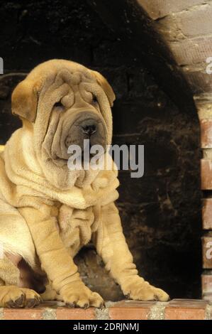 Shar Pei Hund, Welpe, sitzend Stockfoto