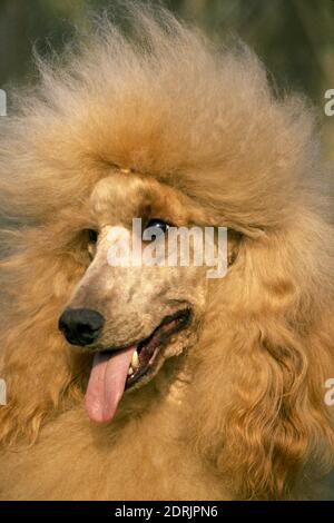 Aprikose Riesen Pudel, Portrait des Hundes Stockfoto