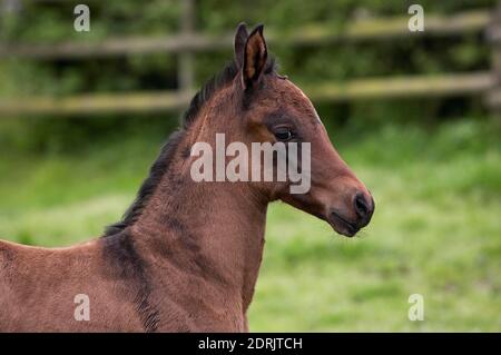 Akhal Teke, Pferd aus Turkmenistan, Fohlenbildnis Stockfoto