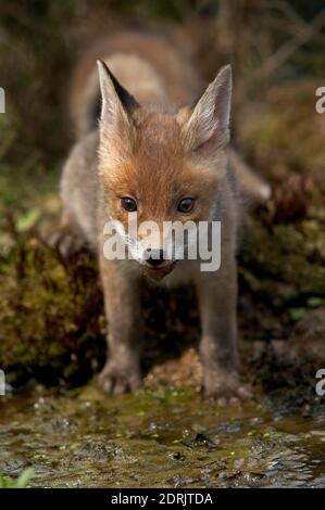 Rotfuchs Vulpes Vulpes, Cub, Normandie Stockfoto