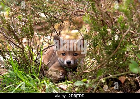 Rotfuchs Vulpes Vulpes, Cub, Normandie Stockfoto