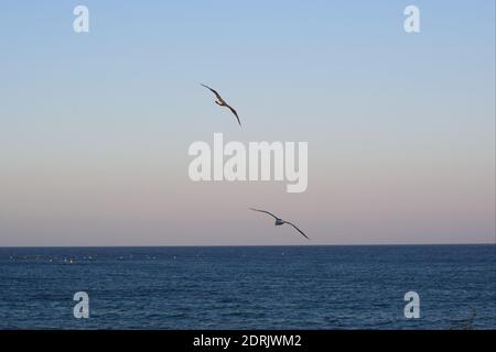 Schöner Meereshorizont bei Sonnenuntergang mit zwei fliegenden Möwen Für Fische Stockfoto